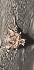 Spodoptera pulchella