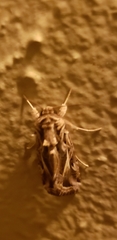 Spodoptera pulchella