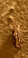 Spodoptera pulchella