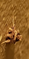 Spodoptera pulchella