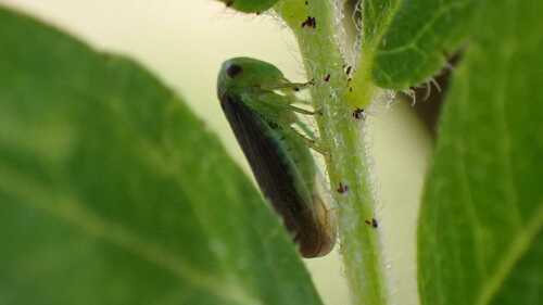 The honeylocust leafhopper