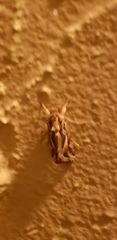Spodoptera pulchella