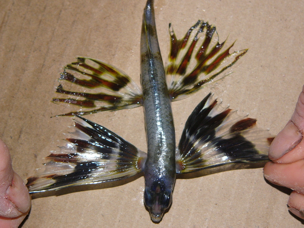 Bandwing flyingfish (Cheilopogon exsiliens) — Exocoetidae