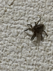 Plexippus paykulli
