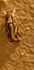 Spodoptera pulchella