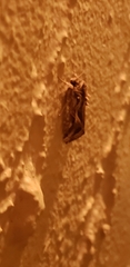 Spodoptera pulchella