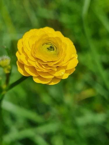 Ranunculus polyanthemos iNat (1)