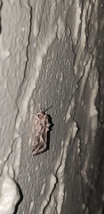 Spodoptera pulchella