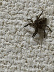 Plexippus paykulli