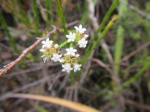 Image of Euchaetis elata by (c) douglaseustonbrown, some rights reserved (CC BY-SA)
