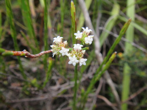 Image of Euchaetis elata by (c) douglaseustonbrown, some rights reserved (CC BY-SA)