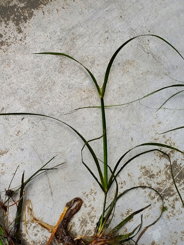 Image of Juncus repens by (c) Samuel A Schmid, PhD, PWS, some rights reserved (CC BY)
