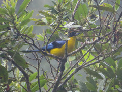 Anisognathus somptuosus