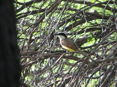 Pitangus sulphuratus