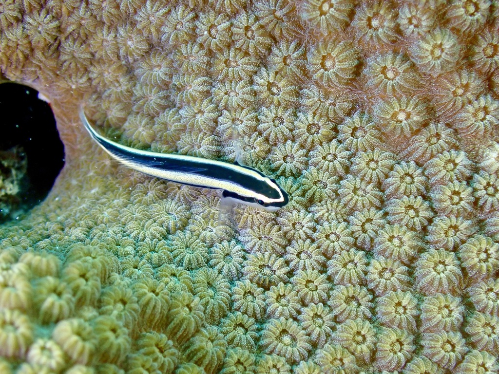 Cleaner goby (Elacatinus genie) — Gobiidae