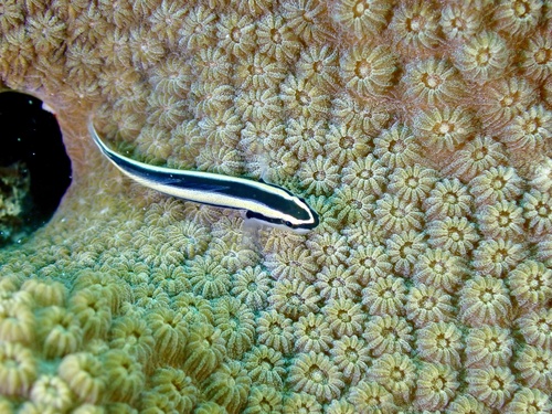 Poetsgrondel (Elacatinus genie) — Gobiidae
