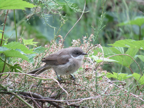 Curruca zarcerilla (Curruca curruca)