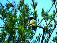 Pogoniulus bilineatus