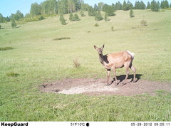 Cervus canadensis sibiricus