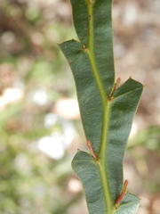 Acacia alata