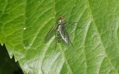 Heteropsilopus cingulipes