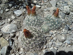 Coryphantha delicata