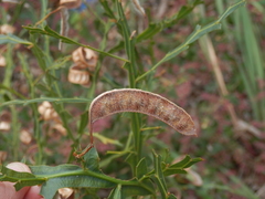 Acacia alata