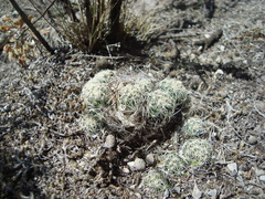 Coryphantha delicata