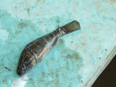 Dormitator latifrons