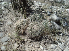 Coryphantha delicata