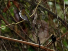 Loddigesia mirabilis