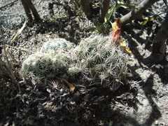 Coryphantha delicata