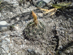 Coryphantha delicata