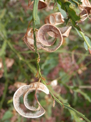 Acacia alata