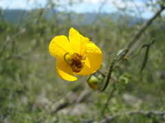 Senna wislizeni