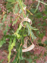 Acacia alata