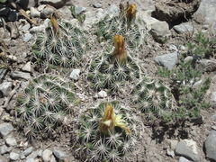 Coryphantha delicata