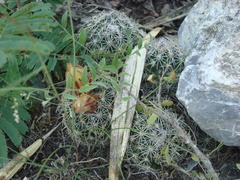 Coryphantha delicata