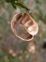 Acacia alata
