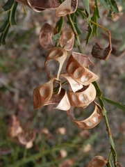 Acacia alata