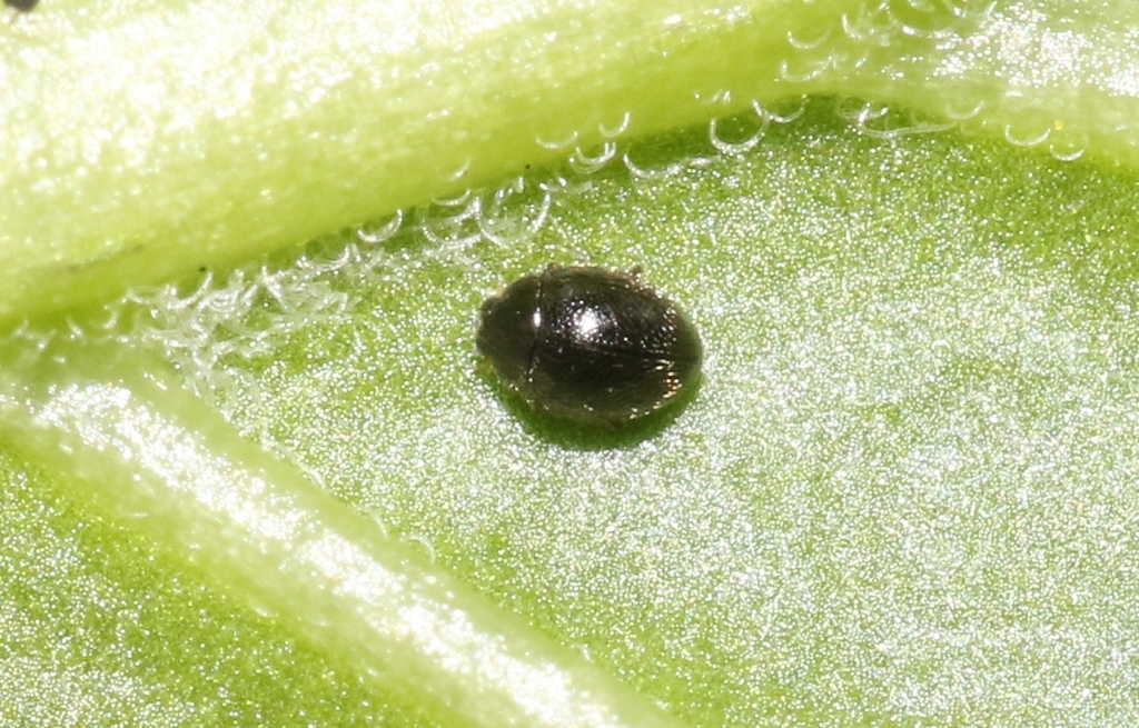 Stethorus histrio