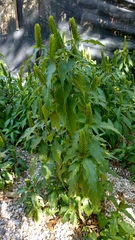 Barleria oenotheroides