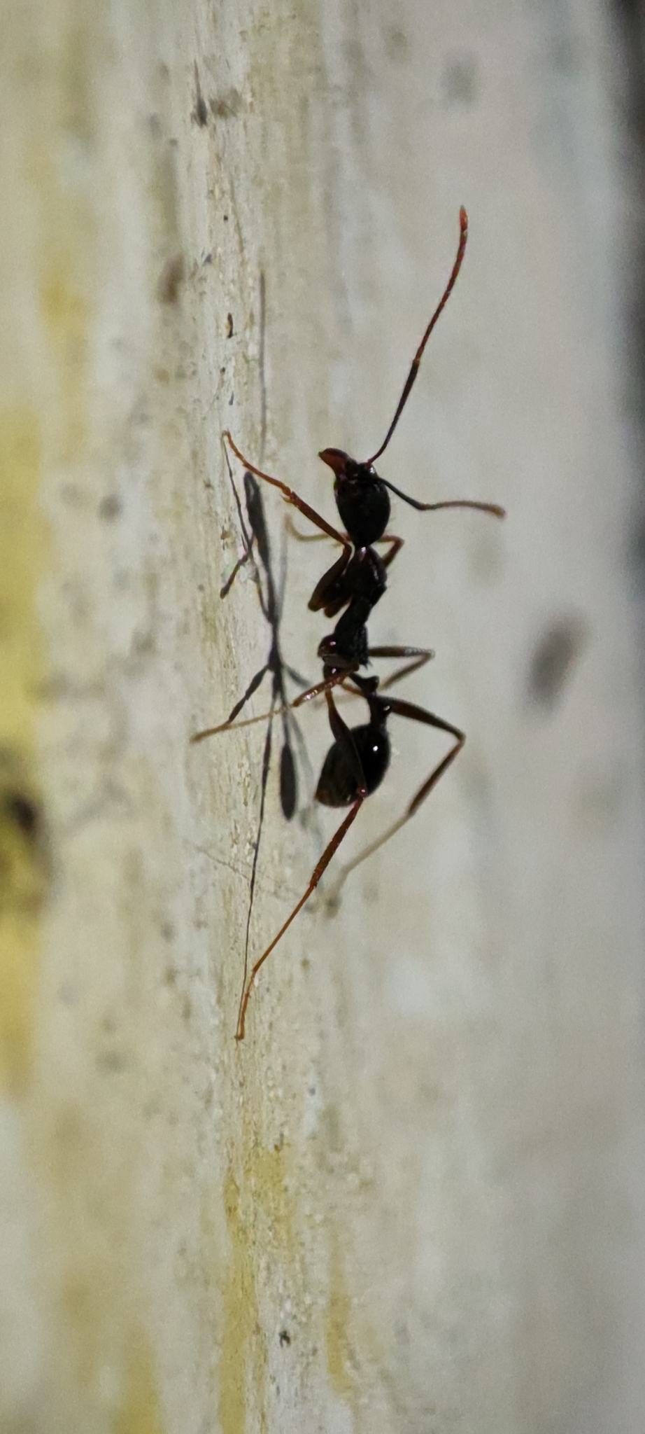 Aphaenogaster rothneyi