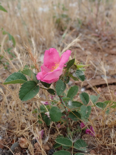 Image of Rosa spithamea by no rights reserved