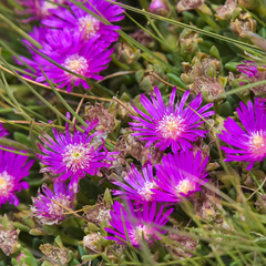 Delosperma basuticum