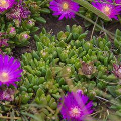 Delosperma basuticum