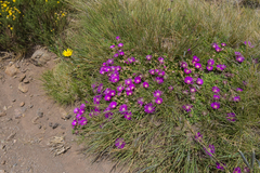 Delosperma basuticum