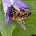 Willughby's Leafcutter Bee - Photo (c) sylvester_k, some rights reserved (CC BY-NC), uploaded by sylvester_k