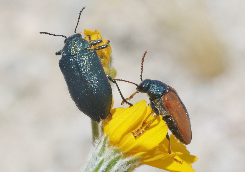 Schizopus laetus