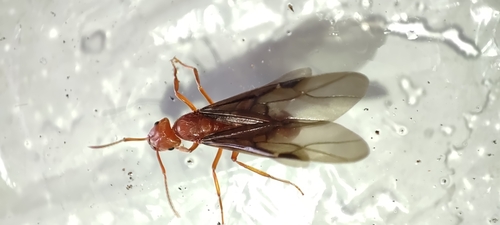 Lasius crinitusLasius crinitus